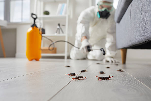 Commercial Rodent Management in Upper Grand Lagoon